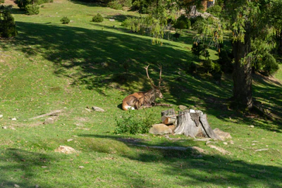 carpathian mountains in summer 172 — download