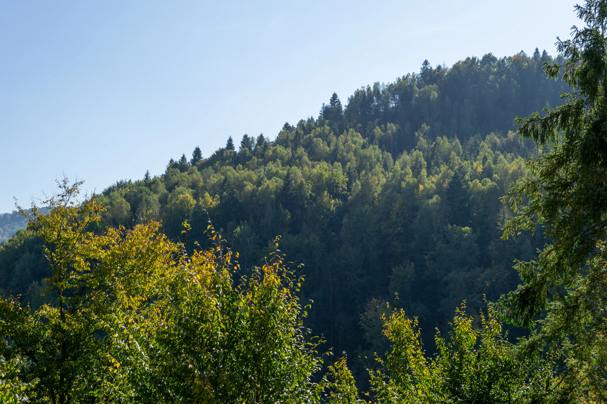 carpathian mountains in summer 175 — Скачать