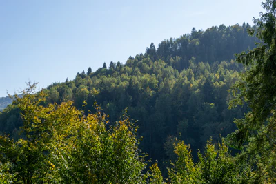 carpathian mountains in summer 175 — download
