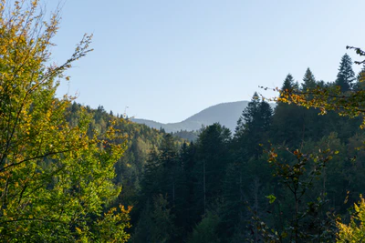 carpathian mountains in summer 176 — download