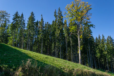 carpathian mountains in summer 189 — download