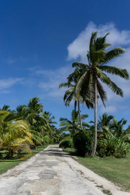coconut palms 001 — Descargar