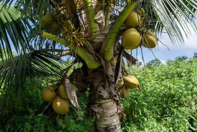 coconut palms 002 — Скачать