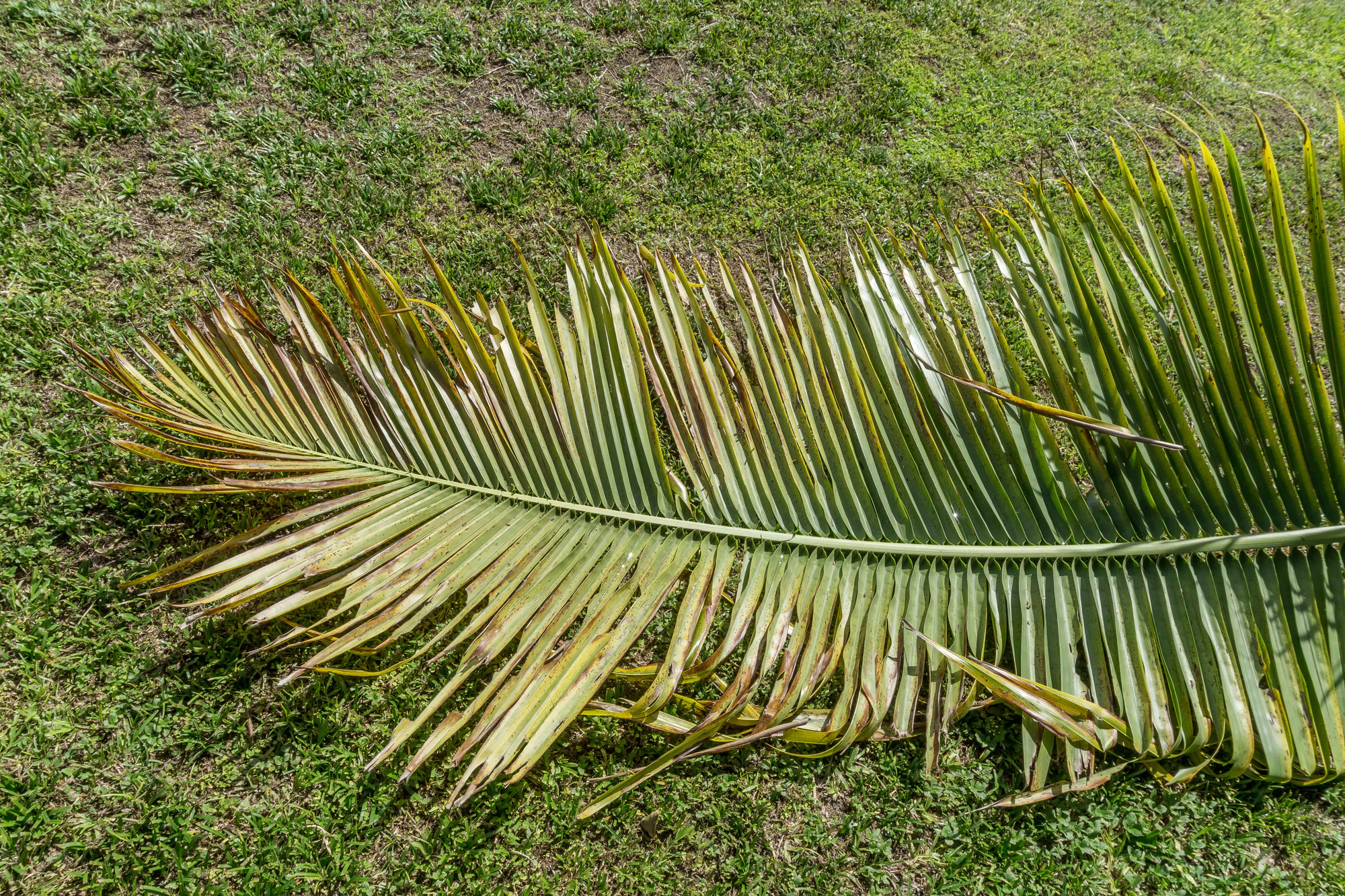 coconut palms 003 — Скачать