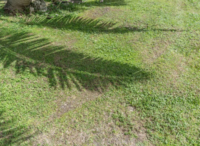 coconut palms 004 — Descargar