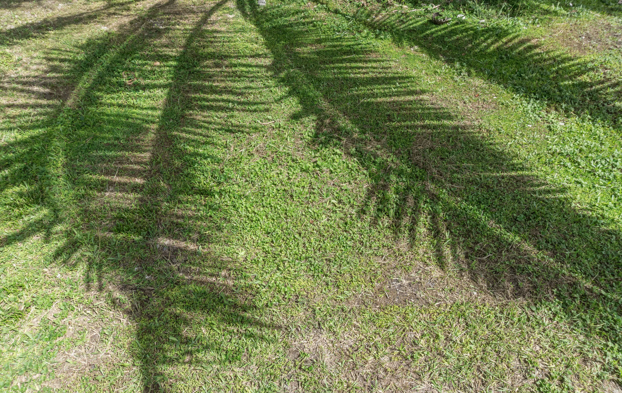 coconut palms 005 — Скачать