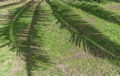 coconut palms 005 — Скачать