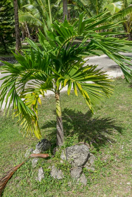 coconut palms 006 — Descargar