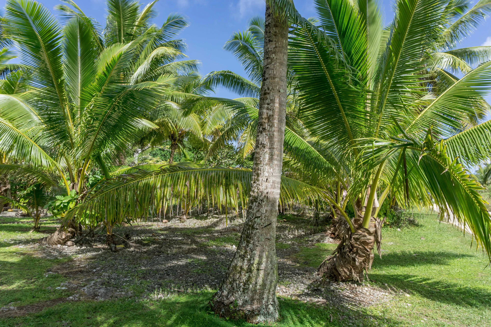 coconut palms 007 — Скачать