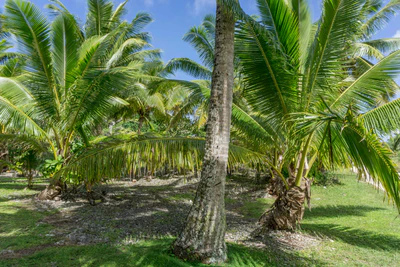coconut palms 007 — Скачать