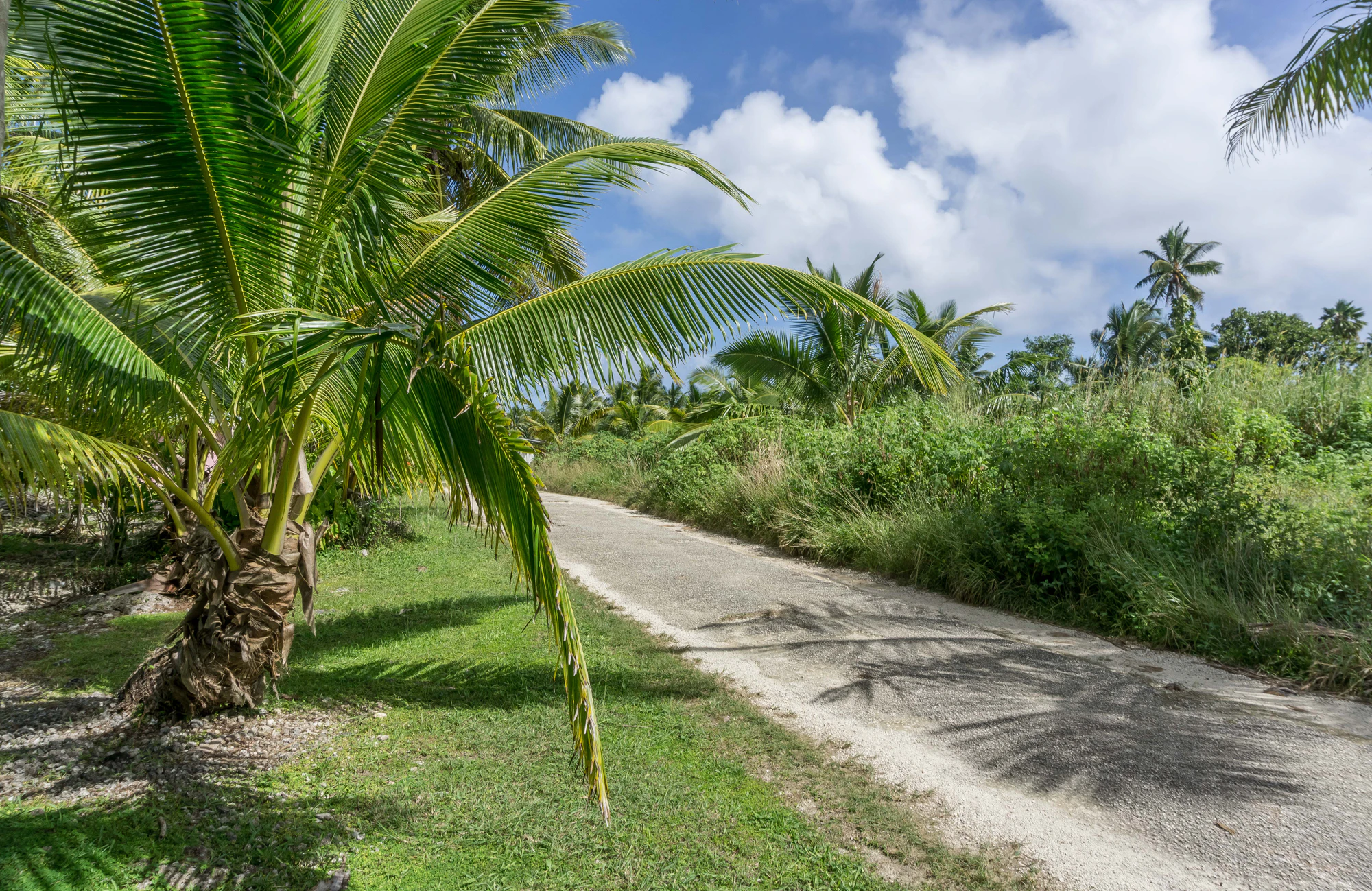 coconut palms 008 — Скачать