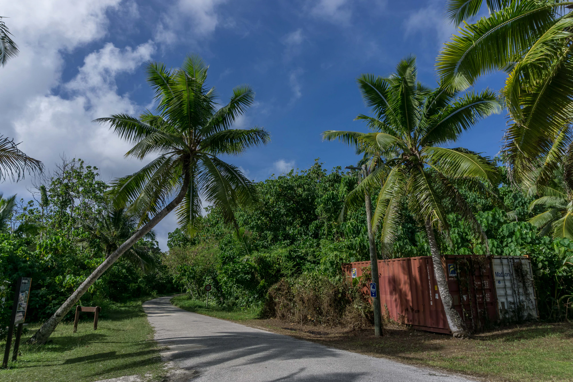 coconut palms 009 — Descargar
