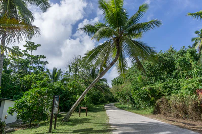 coconut palms 010 — Descargar