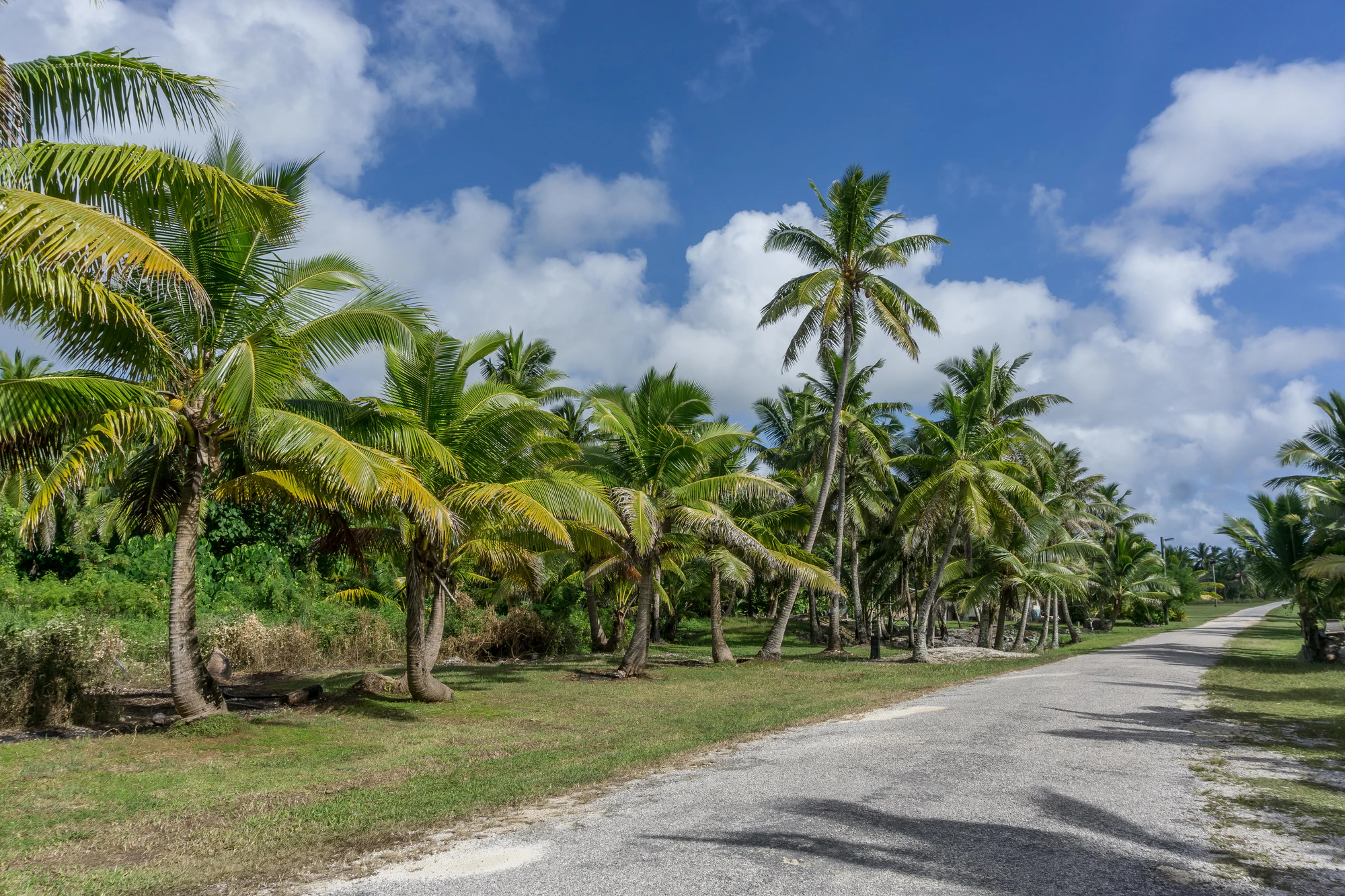 coconut palms 011 — Descargar