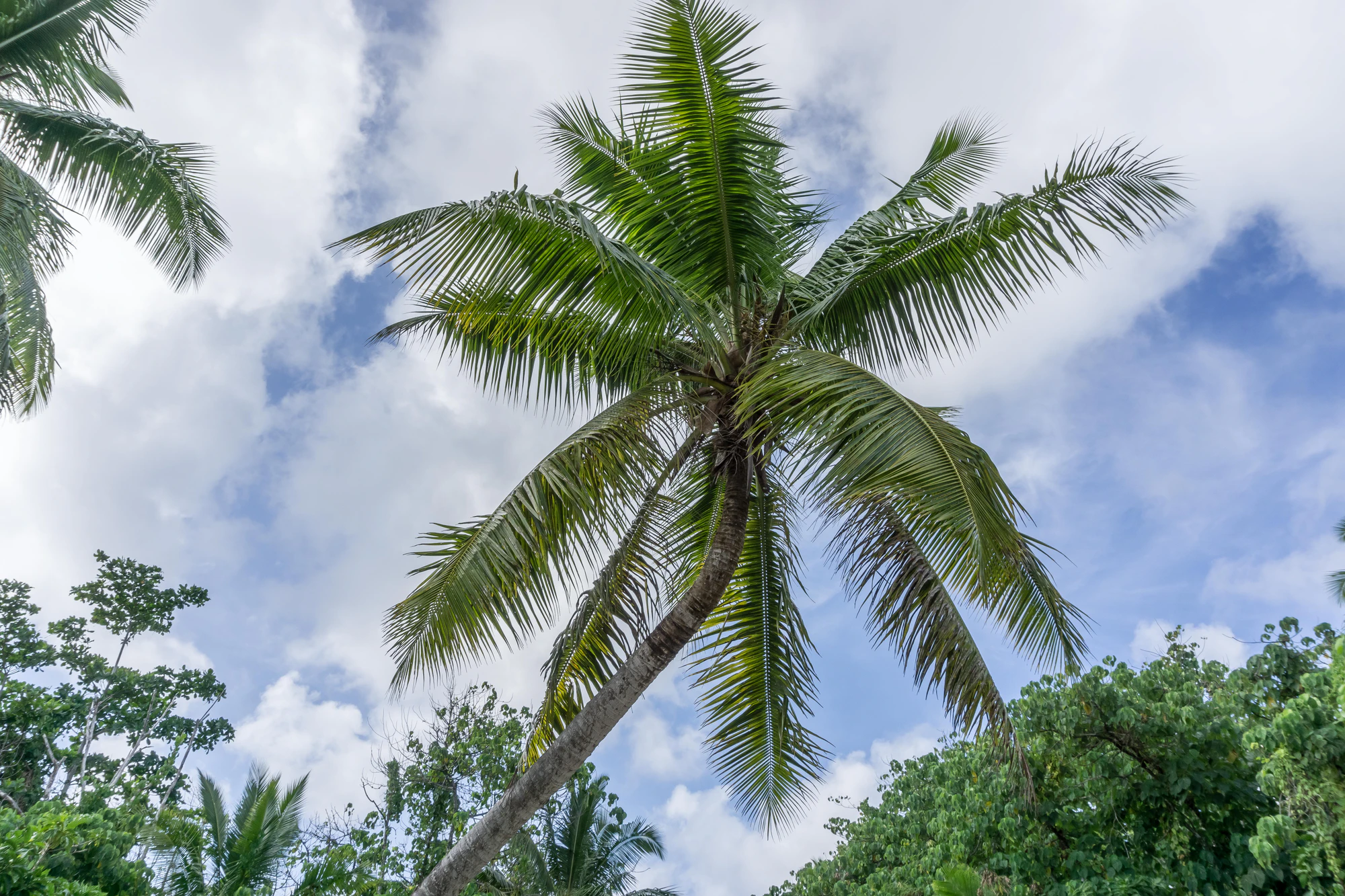coconut palms 013 — Скачать
