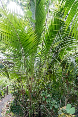 coconut palms 014 — Descargar