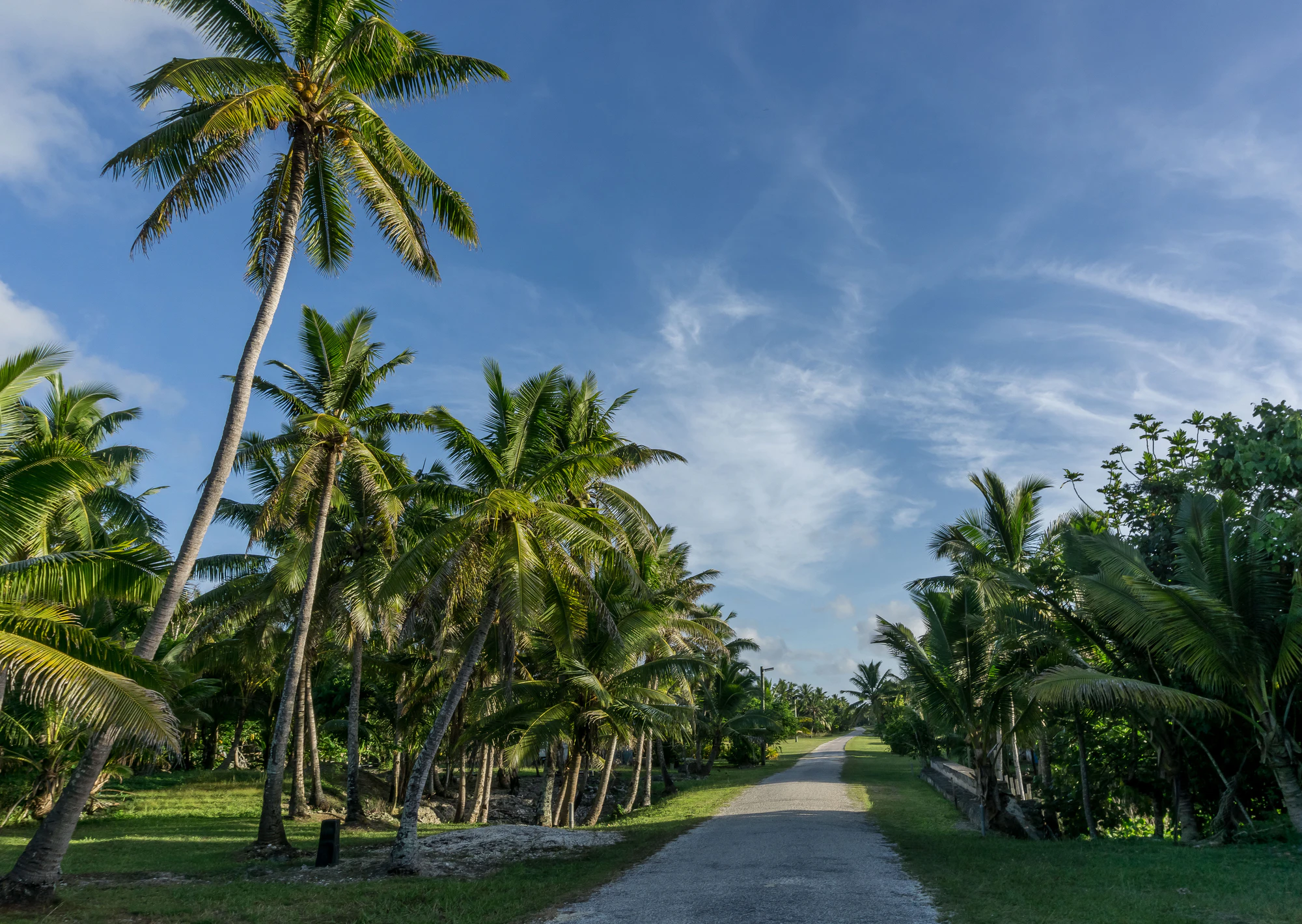 coconut palms 015 — Скачать