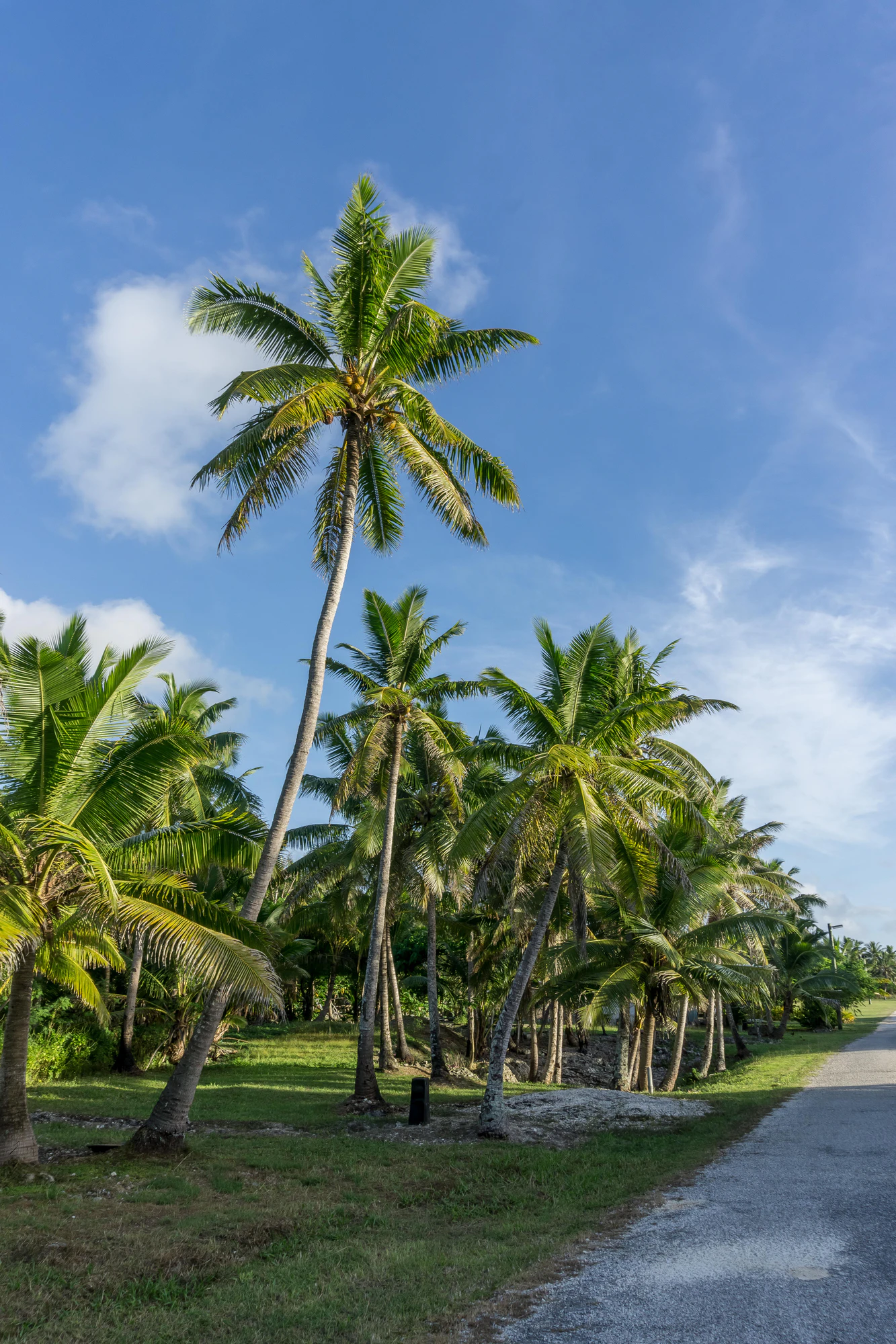 coconut palms 016 — Descargar