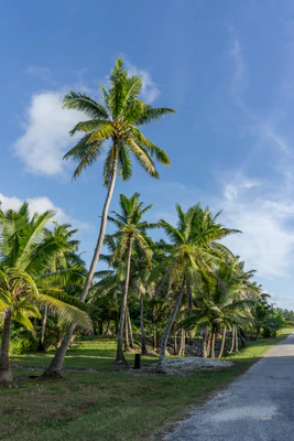 coconut palms 016 — Descargar
