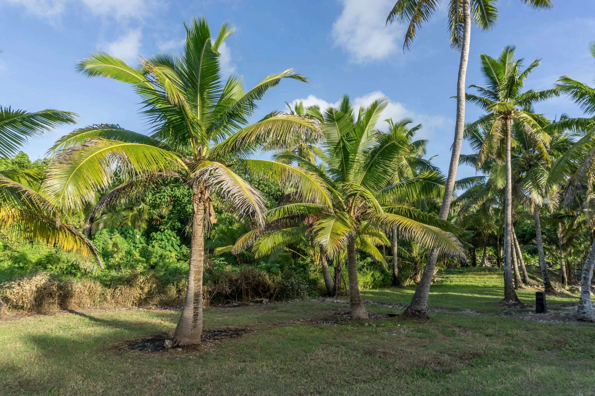 coconut palms 017 — Descargar