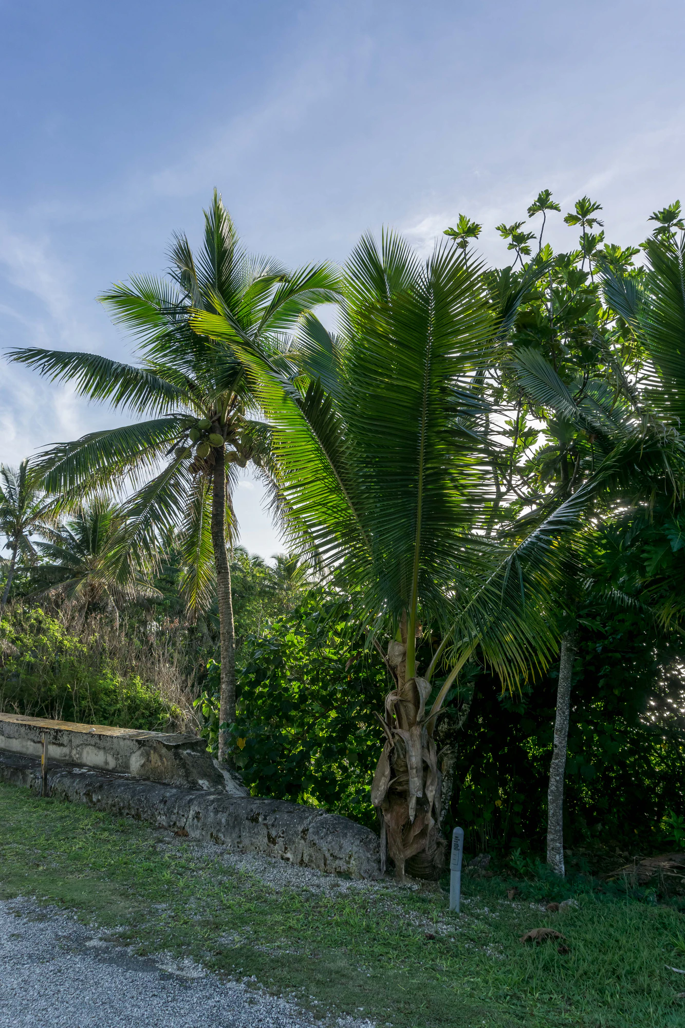coconut palms 018 — Descargar