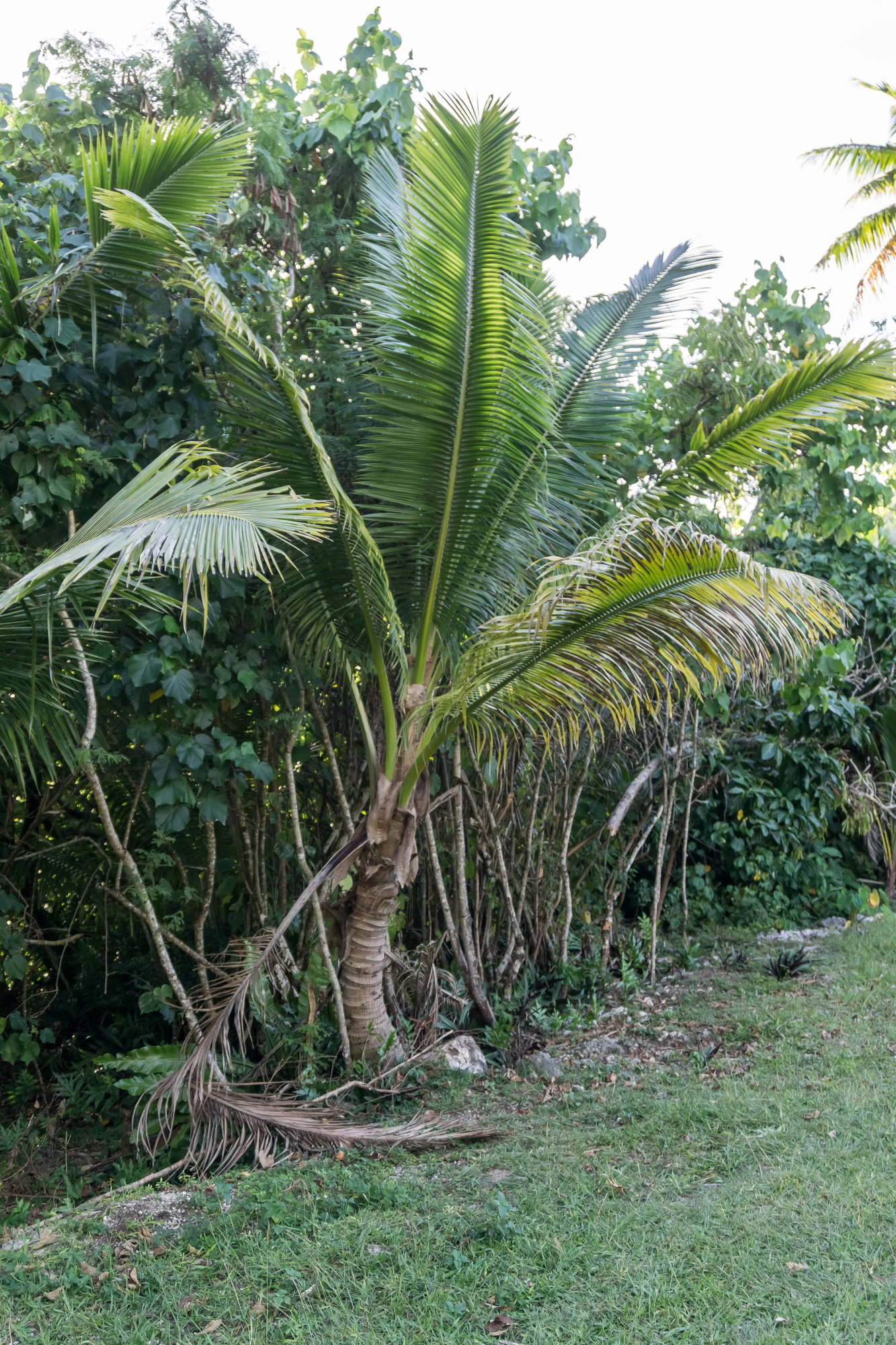 coconut palms 019 — Скачать