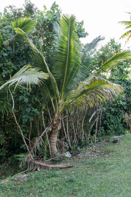coconut palms 019 — Скачать
