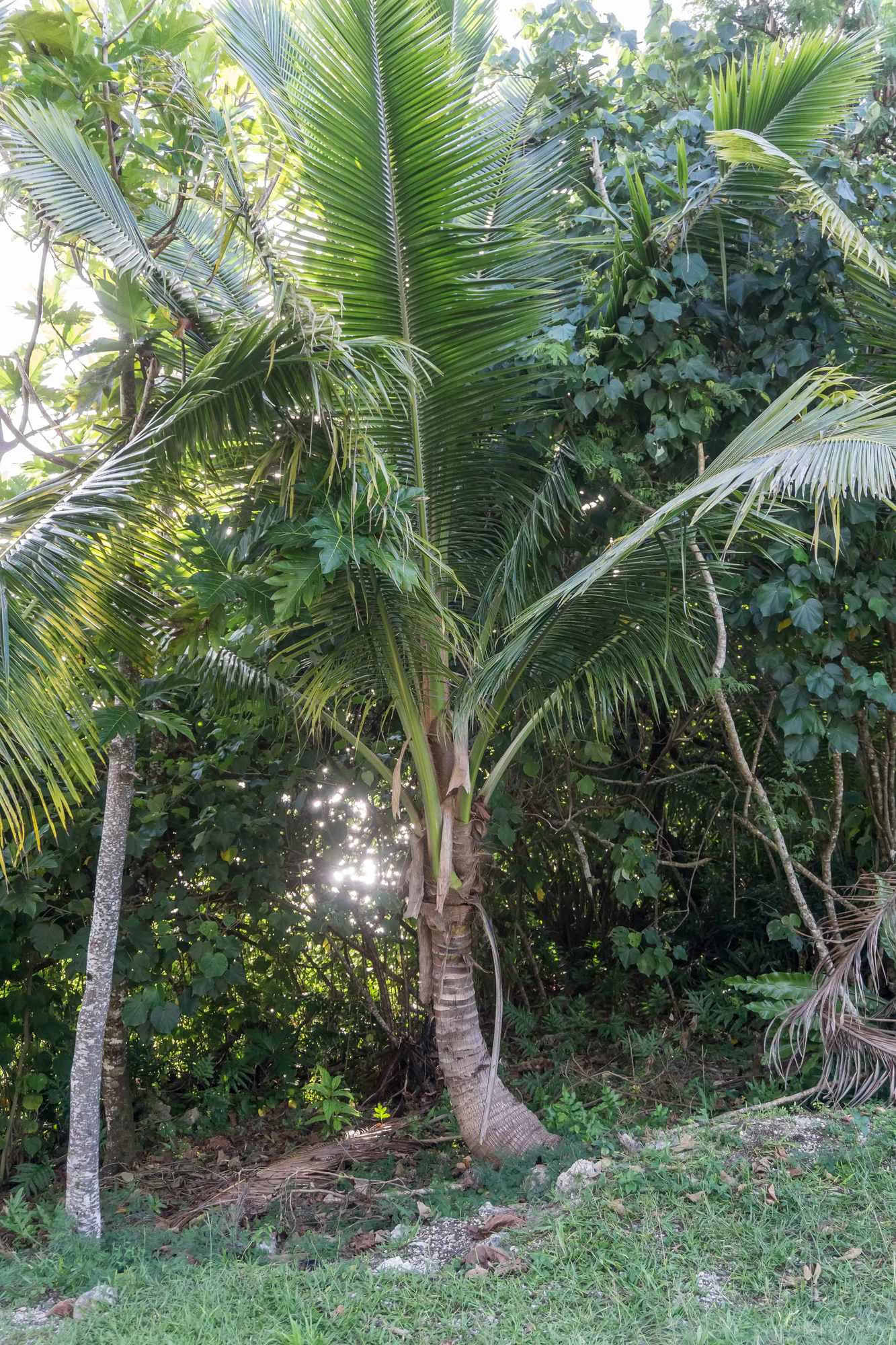 coconut palms 020 — Descargar