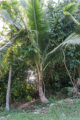 coconut palms 020 — Descargar