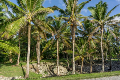 coconut palms 021 — Descargar