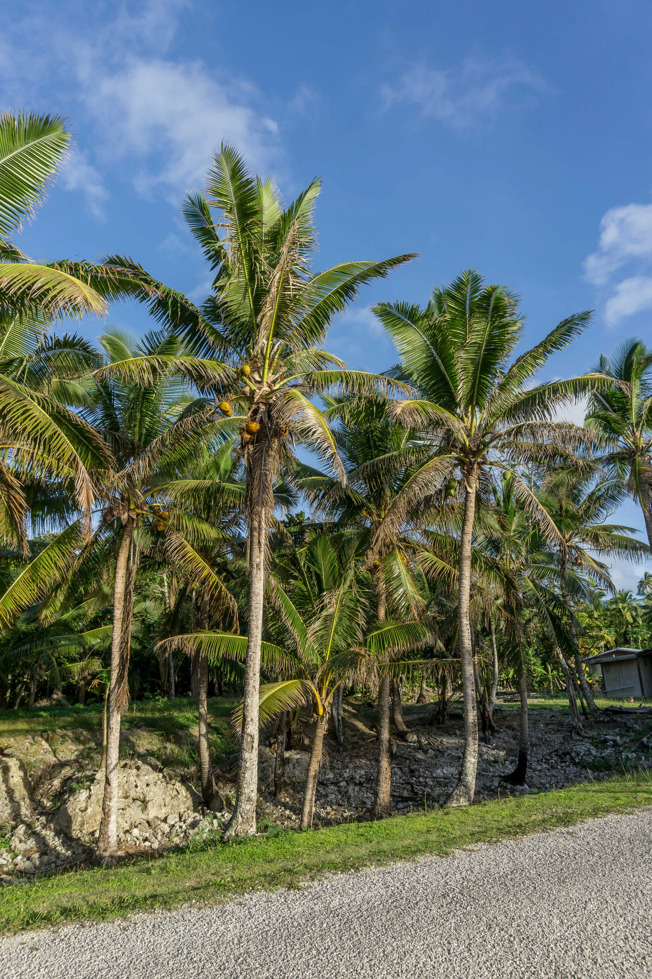 coconut palms 022 — Descargar
