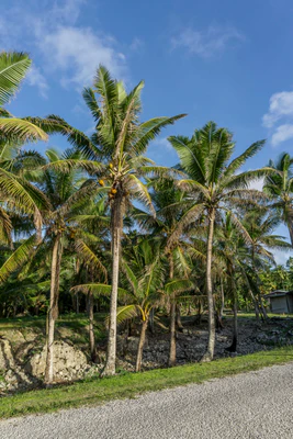 coconut palms 022 — Descargar