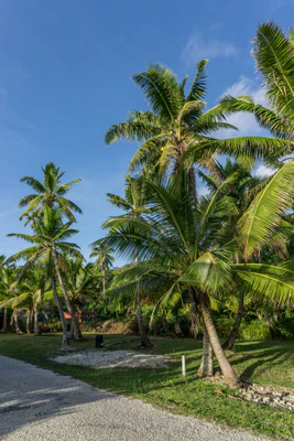 coconut palms 023 — Скачать