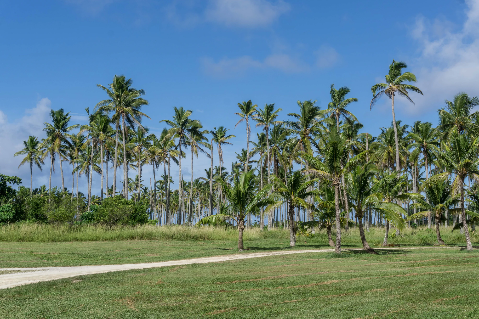 coconut palms 024 — Descargar