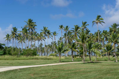 coconut palms 024 — Descargar