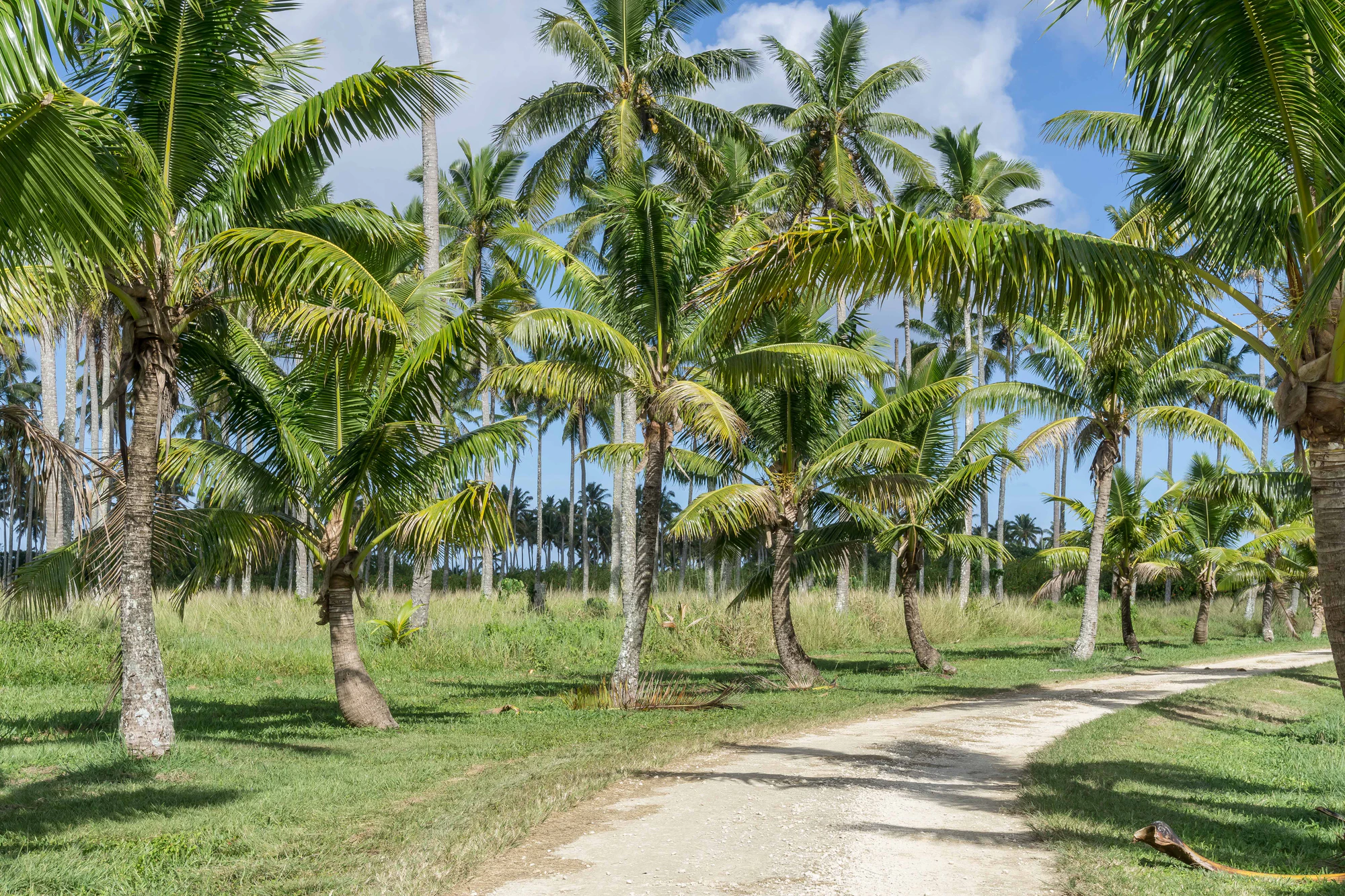 coconut palms 025 — Скачать
