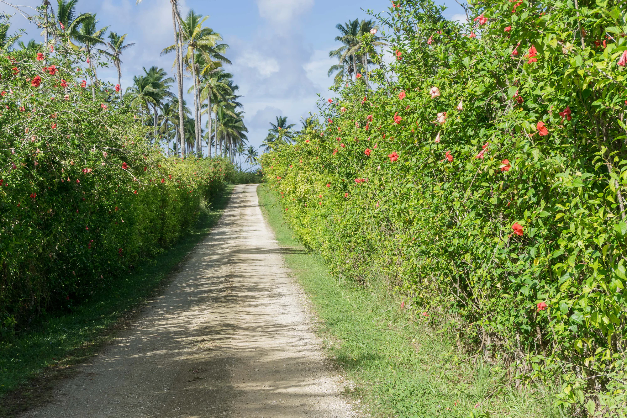 coconut palms 026 — Descargar