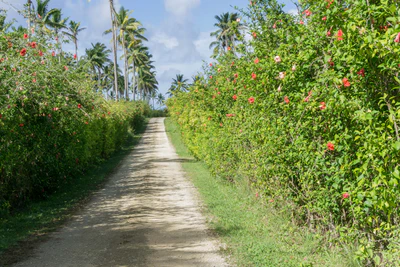 coconut palms 026 — Descargar