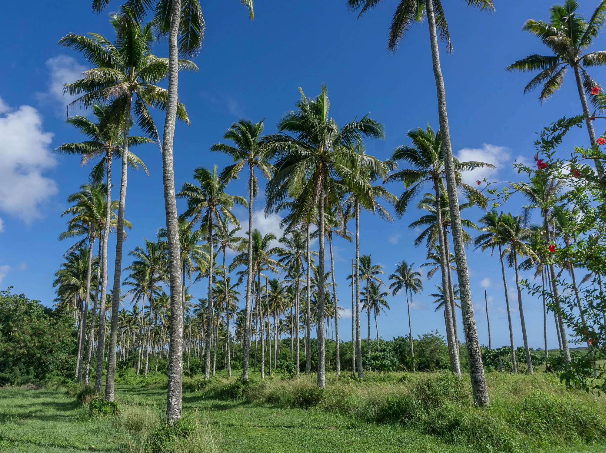 coconut palms 027 — Descargar