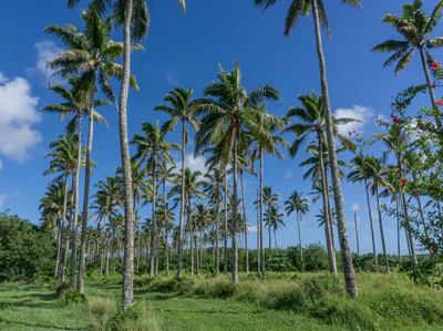 coconut palms 027 — Descargar