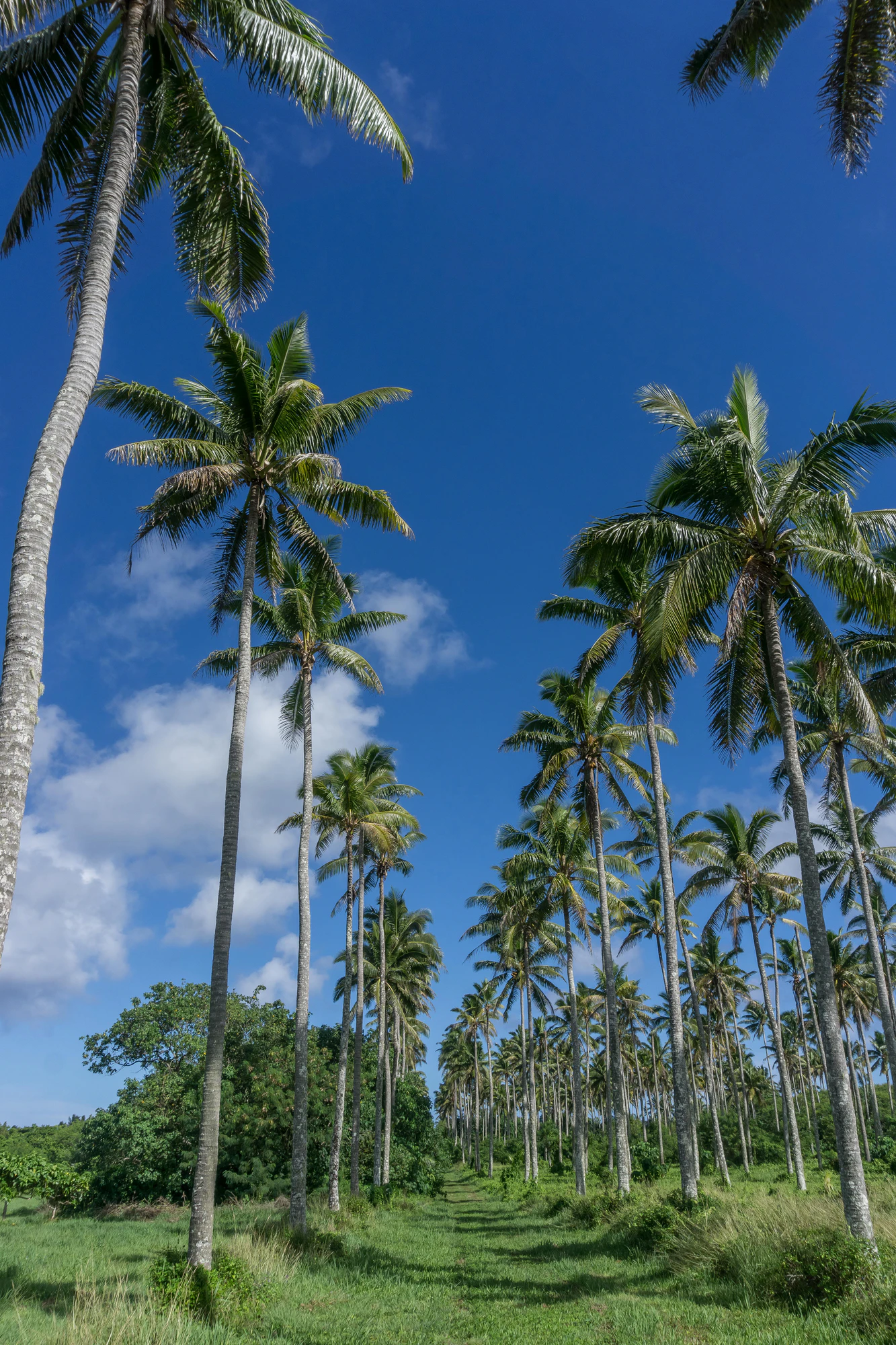 coconut palms 028 — Descargar