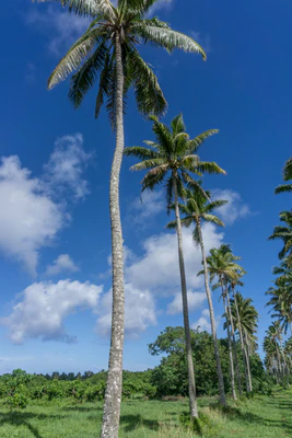 coconut palms 029 — Скачать