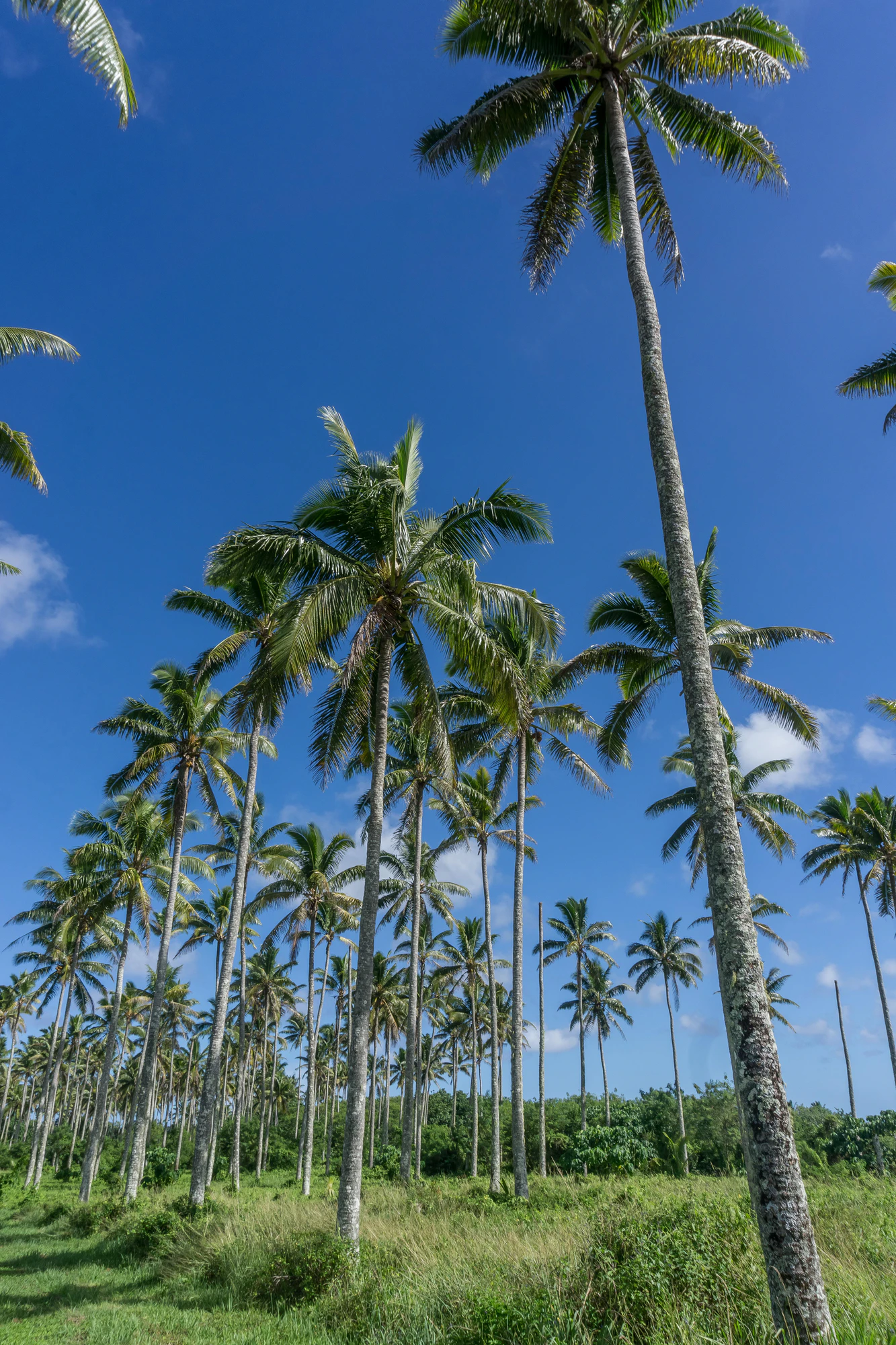 coconut palms 030 — Download
