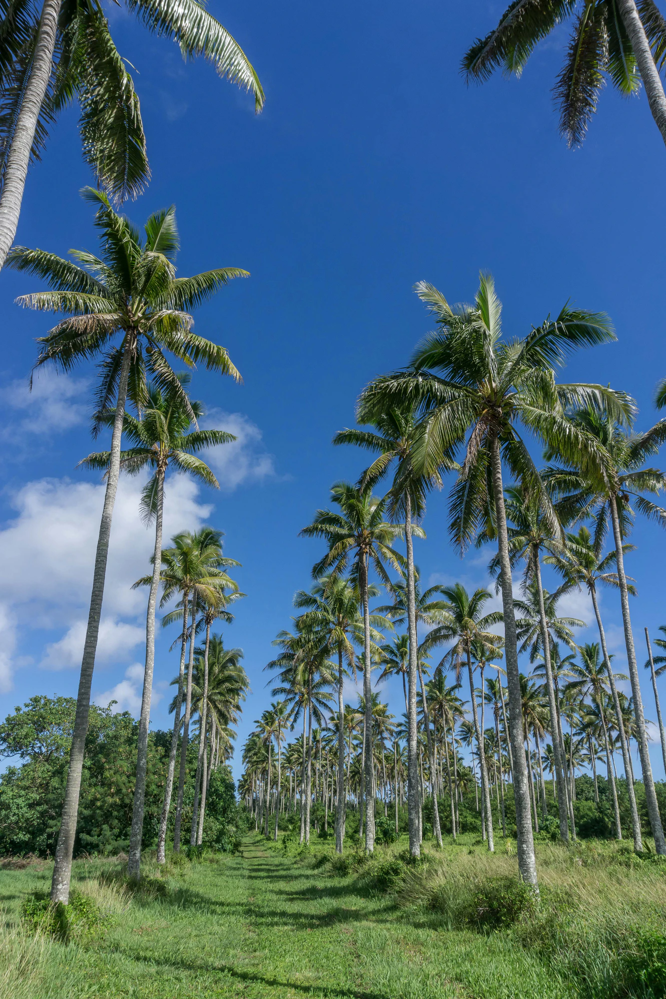 coconut palms 031 — Descargar