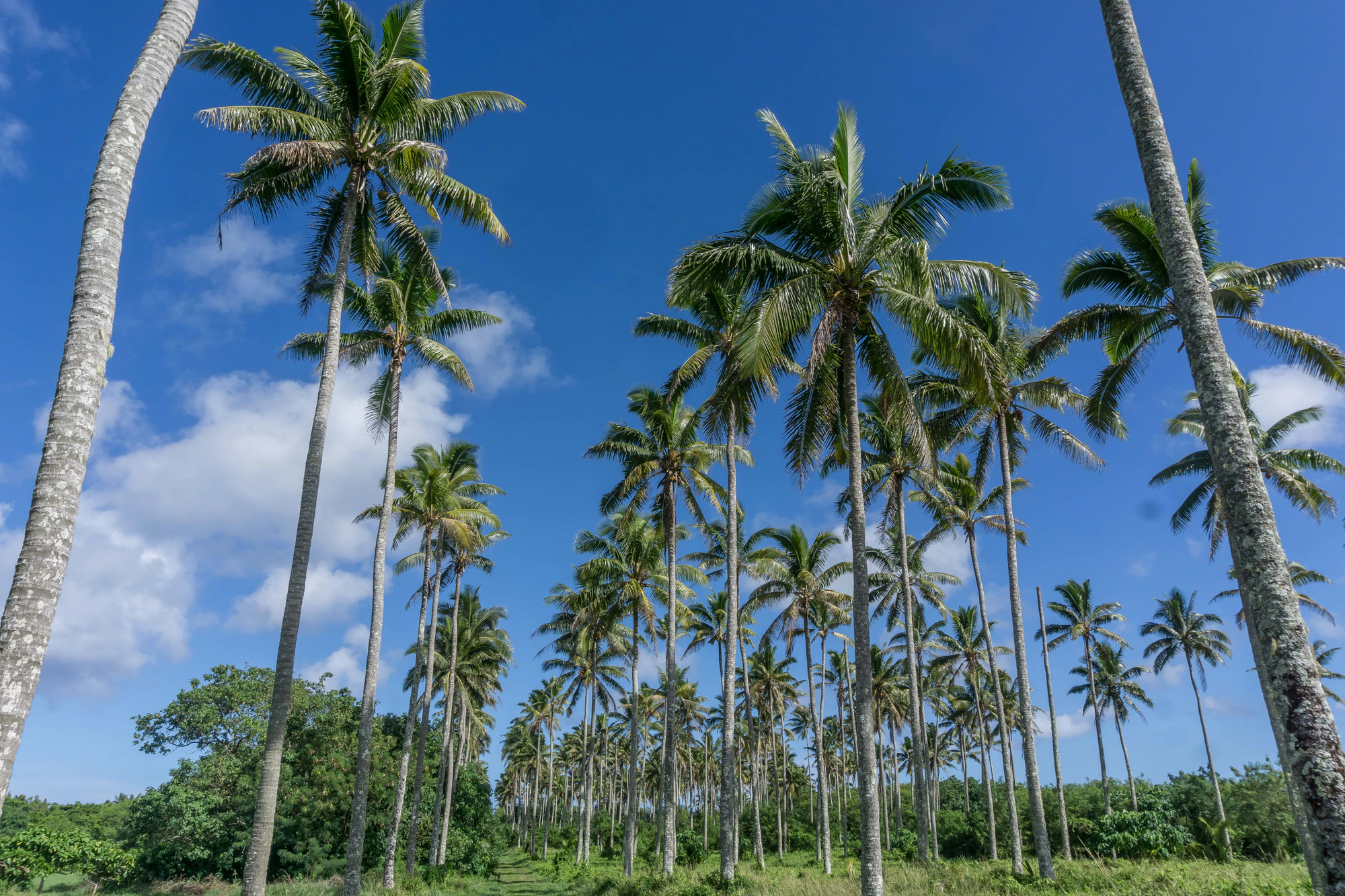 coconut palms 032 — Скачать