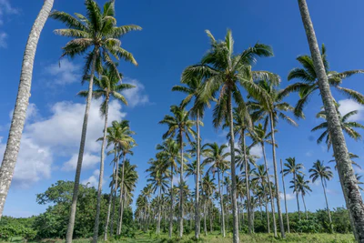 coconut palms 032 — Скачать