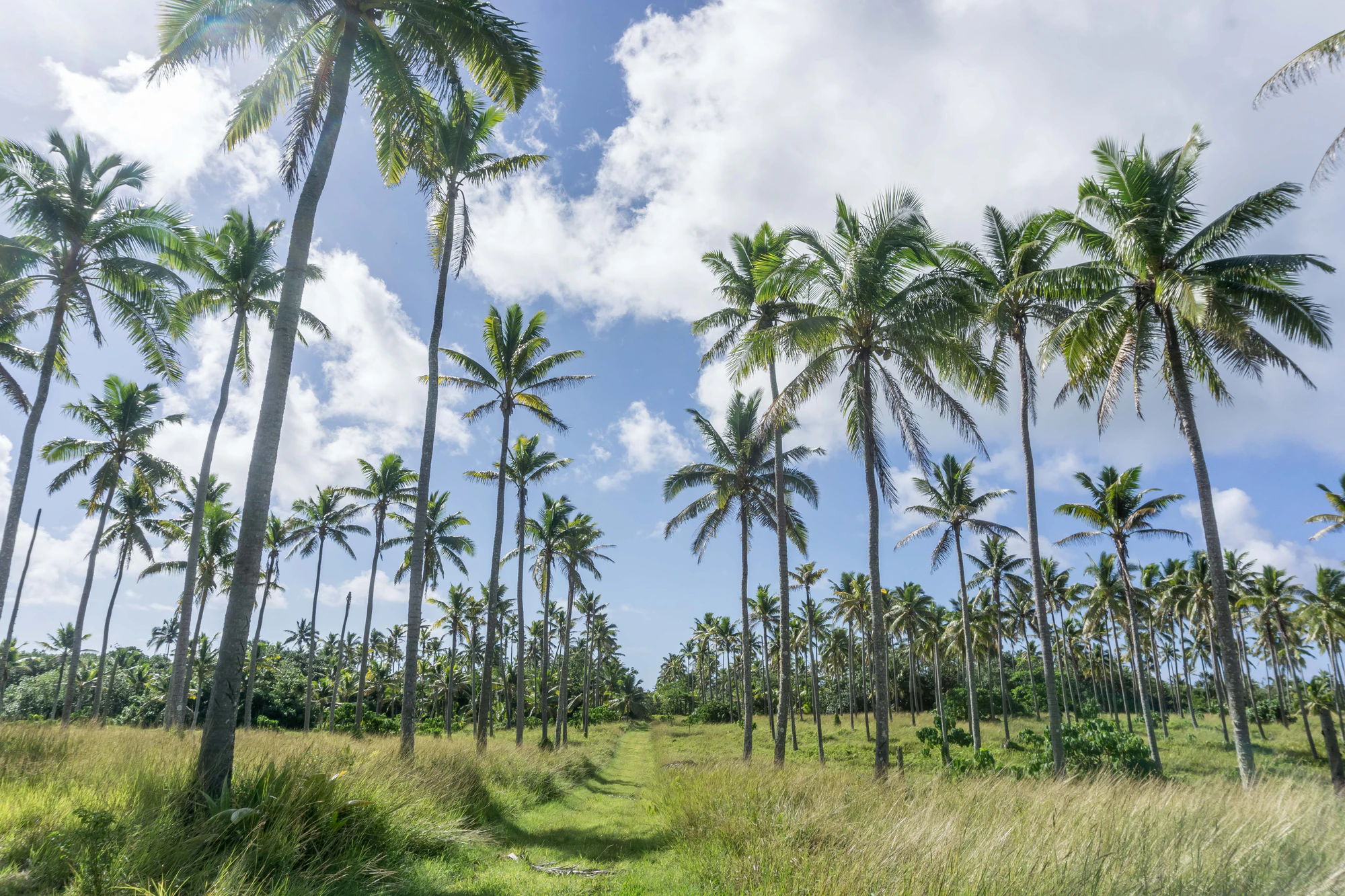 coconut palms 033 — Descargar