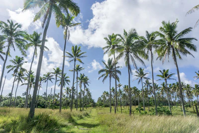 coconut palms 033 — Descargar