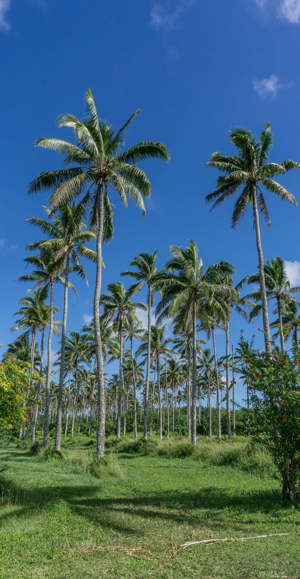 coconut palms 034 — Descargar