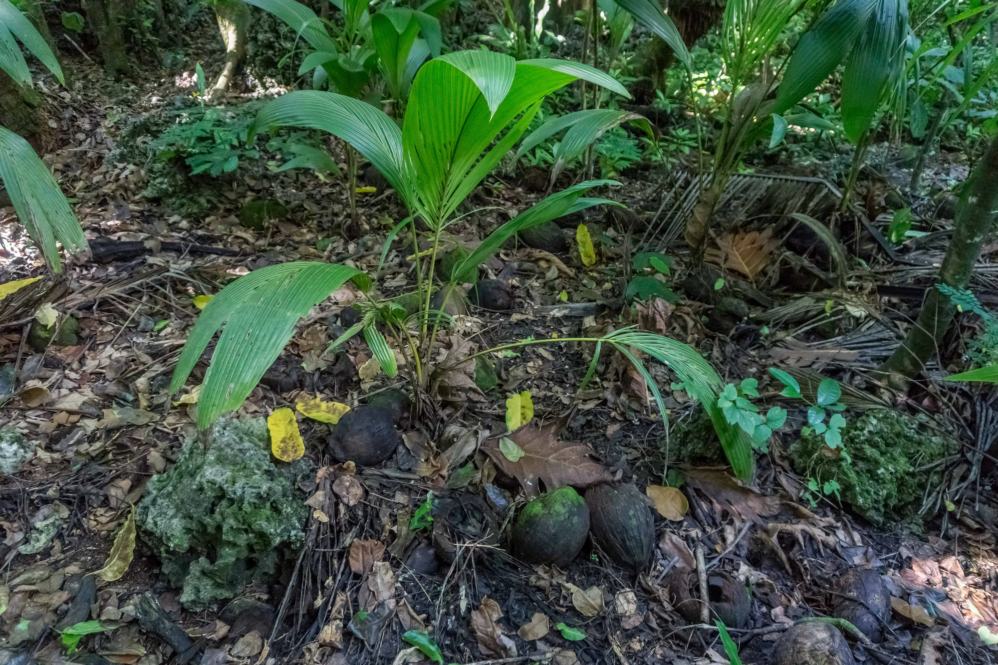 coconut palms 035 — Скачать